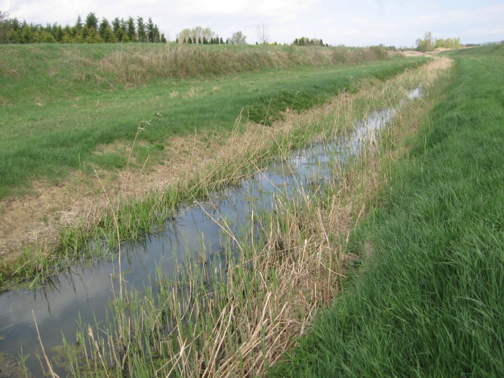 pianta acquatica in canale: Veronica cfr. catenata (Plantaginaceae)